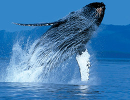 Baleia Branca
