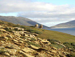 Cabras