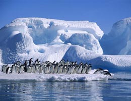 Pinguins