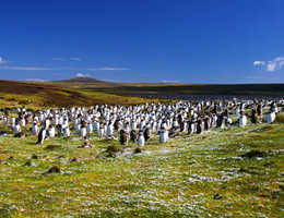 Pinguins na Montanha